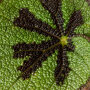 Bladbegonia blad